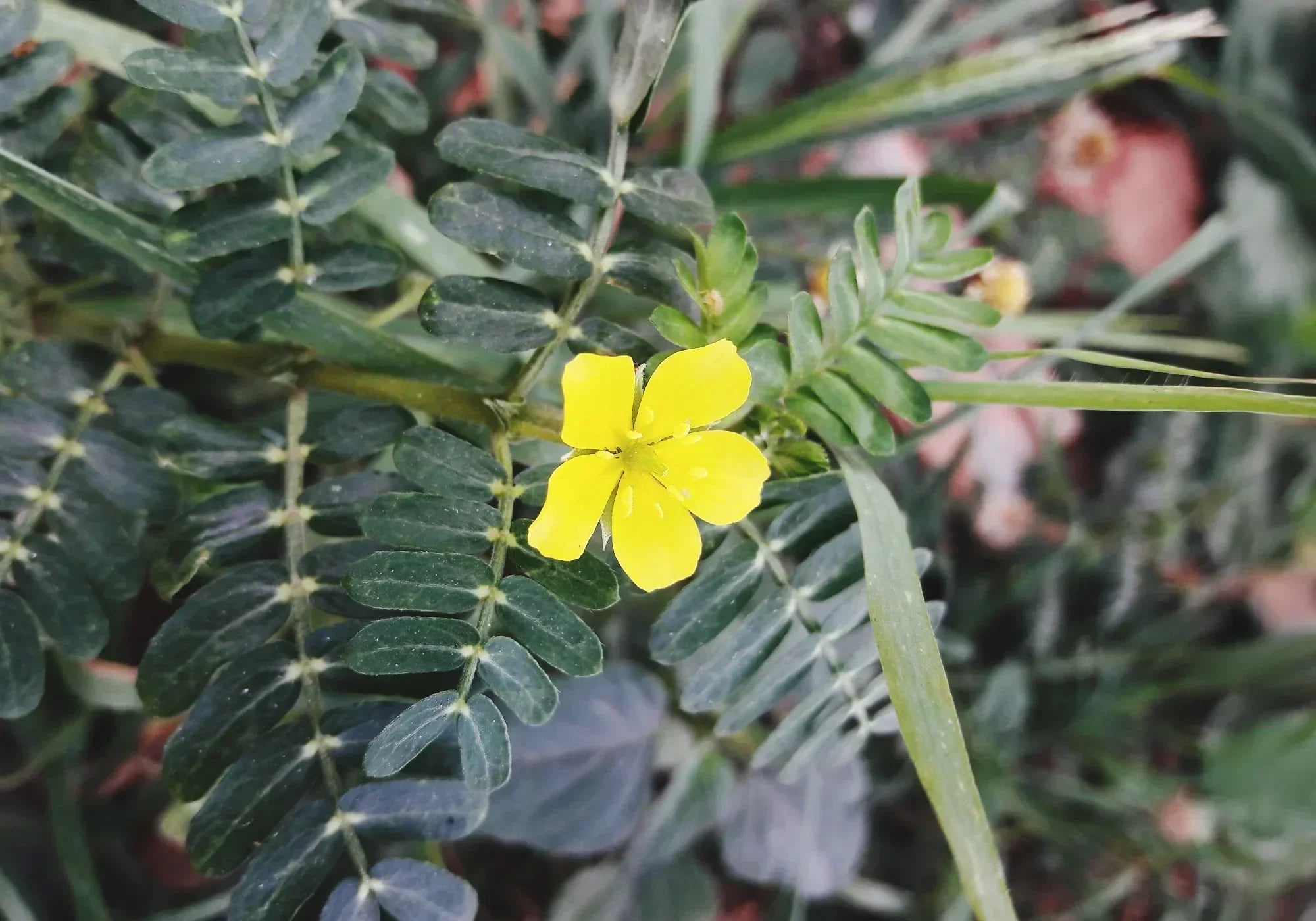 Бабини зъби (Трибулус Терестрис): Същност и ползи