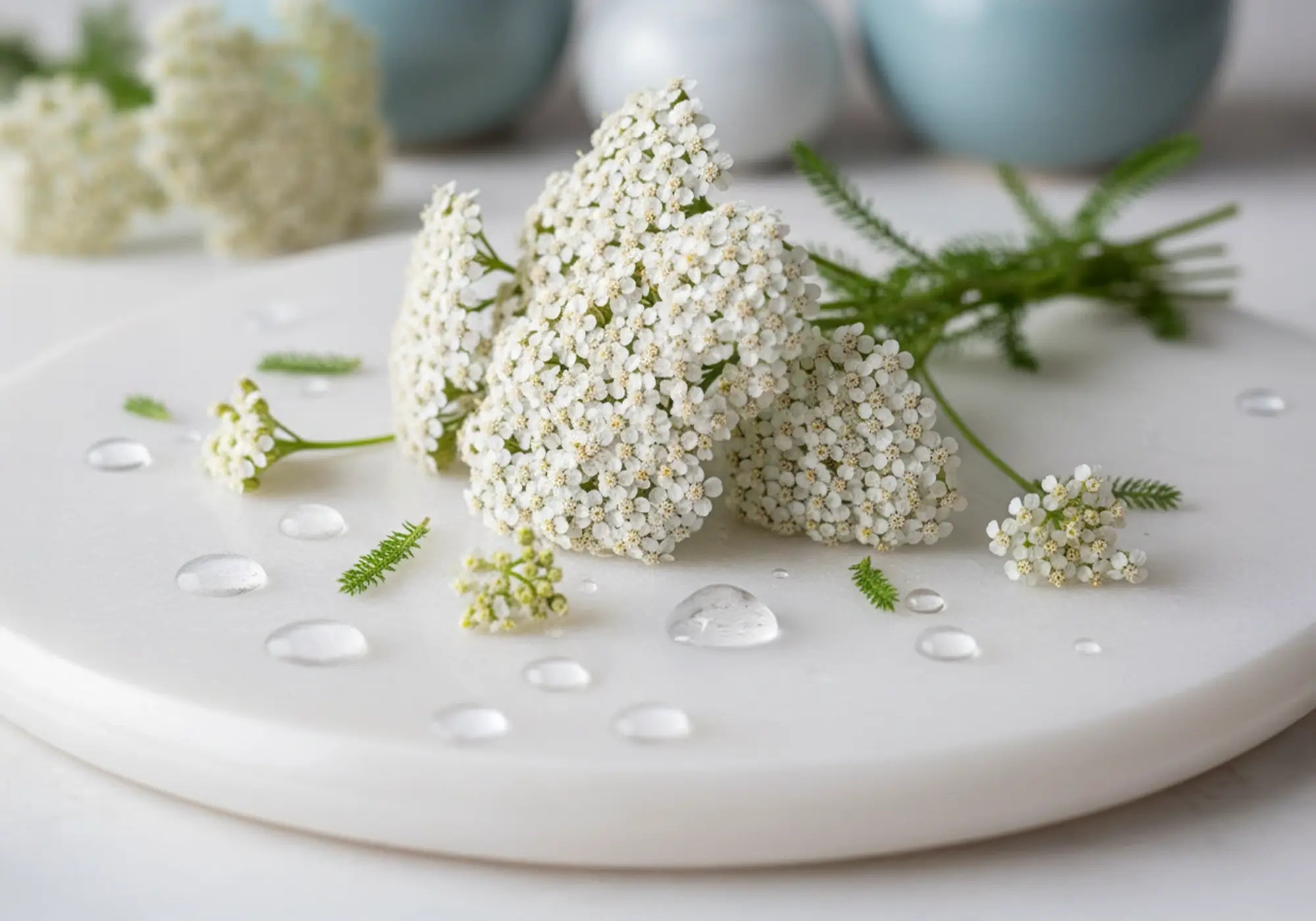 Бял равнец при изпускане на урина