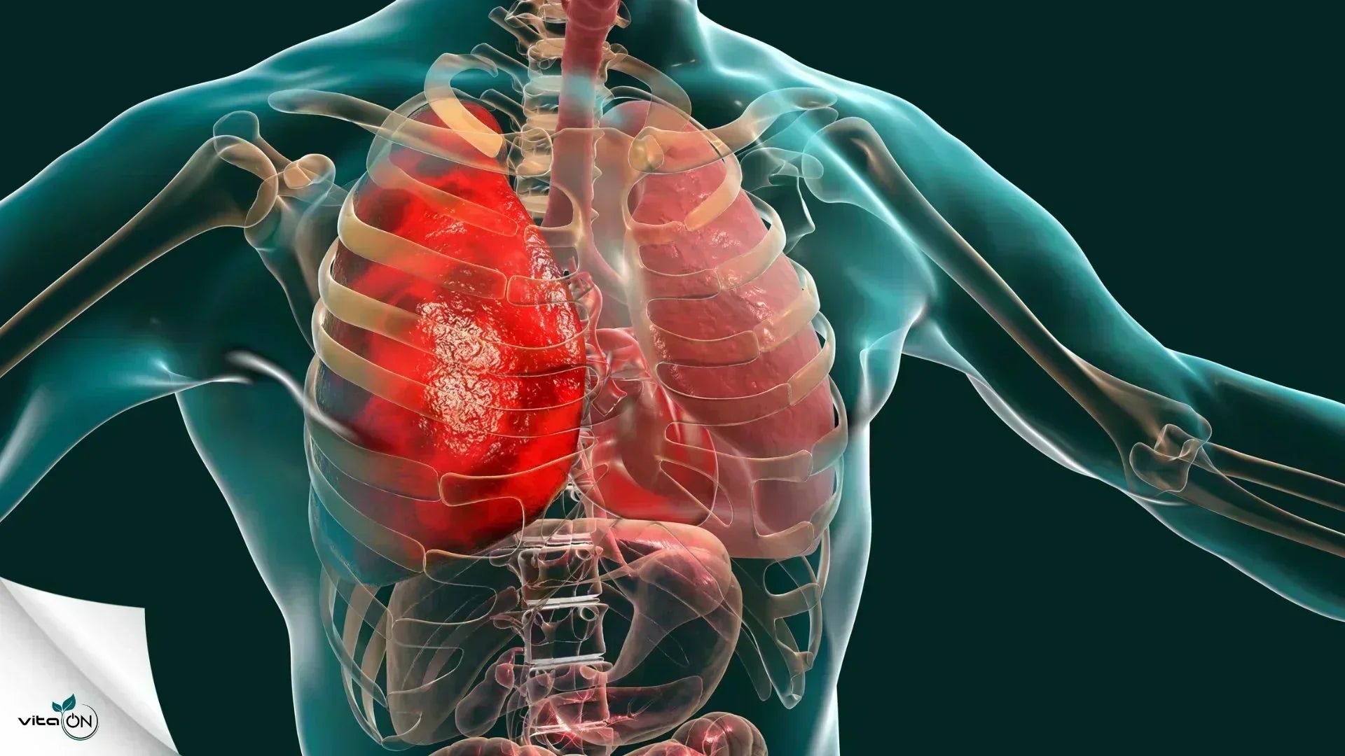 Дихателна система: Устройство, органи и функции