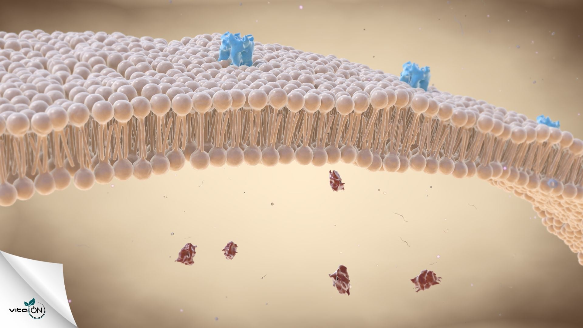 Какво са липидите в кръвта и какви видове има?