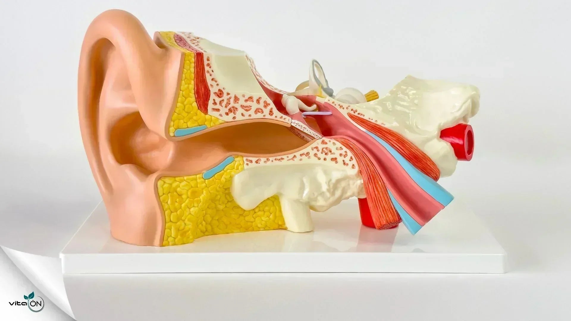 Устройство и функции на слуховата система